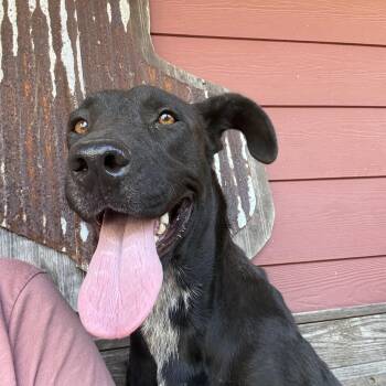 Shadow -  Black Labrador Retriever Dog for Adoption in Holly Springs, Mississippi - Shadow | PetCurious