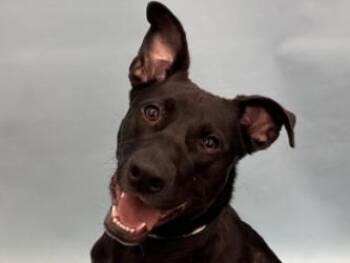 Joy -  Labrador Retriever and Belgian Shepherd Malinois Dog for Adoption in Golden Valley, Minnesota - Joy | PetCurious