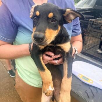 Tootsie -  Mixed Breed Dog for Adoption in Corinth, Mississippi - Tootsie | PetCurious
