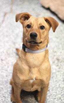 Rescue Retriever Dogs for Adoption in Manchester, New Hampshire - Quibbee In NH! Come Meet Our Adoptable Dogs Wednesday-Saturday.  | PetCurious