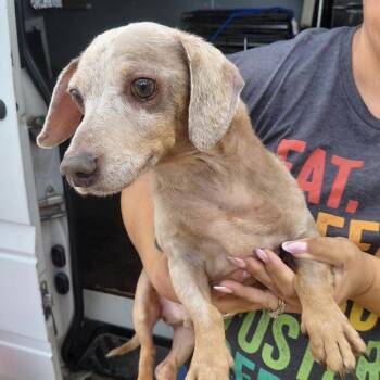Loopys 0503 -  Dachshund Dog for Adoption in Loxahatchee Groves, Florida - Loopys 0503 | PetCurious