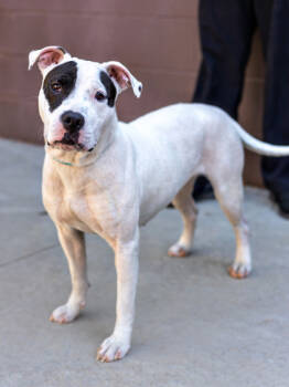 Rescue Mixed Breed Dogs for Adoption in Chamblee, Georgia - Isabella- IN FOSTER | PetCurious