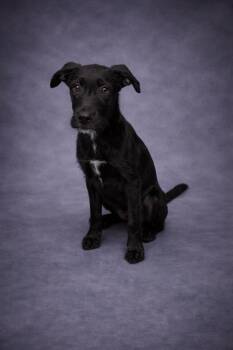 Labrador Retriever and Mixed Breed Dogs Available for Adoption in Winter Haven, Florida - BUDDY BOY | PetCurious