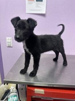 Rescue Mixed Breed Dogs for Adoption in El Paso, Texas - 59828396 | PetCurious
