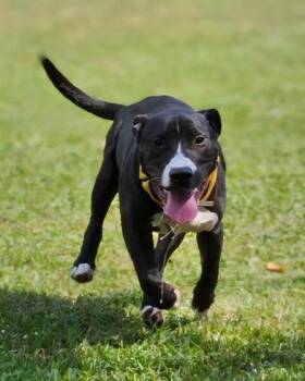 Rescue American Staffordshire Terrier and Terrier Dogs for Adoption in Liverpool, Texas - Astro | PetCurious