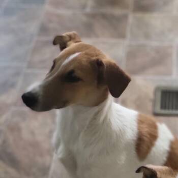 Lilo -  Rough Collie Dog for Adoption in Reno, Nevada - Lilo | PetCurious