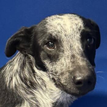 Zero -  Mixed Breed Dog for Adoption in Las Cruces, New Mexico - Zero | PetCurious