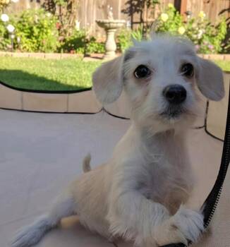 Jay -  West Highland White Terrier Westie and Dachshund Dog for Adoption in Hawthorne, California - Jay | PetCurious