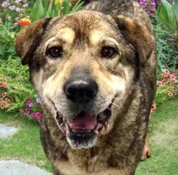 Mixed Breed Dogs Available for Adoption in Westfield, New York - Jade | PetCurious
