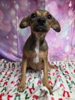 Mia -  Chihuahua Dog for Adoption in Eagle, Colorado - Mia | PetCurious