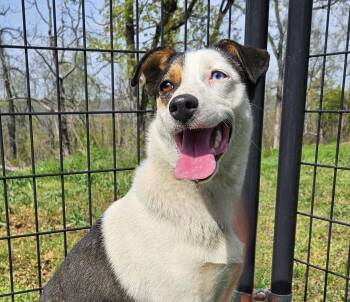 Jack Russell Terrier Dogs Available for Adoption in Manchester, Connecticut - Flower | PetCurious