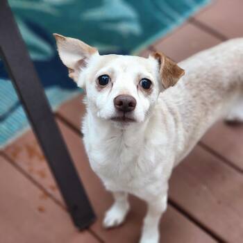 Rooster -  Chihuahua Dog for Adoption in Cumming, Georgia - Rooster | PetCurious