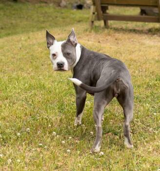 Mixed Breed Dogs Available for Adoption in Durham, North Carolina - Pastina | PetCurious