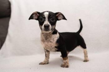 Penny (6 lbs of puppy cuddles) -  Dachshund and Wirehaired Terrier Dog for Adoption in Mobile, Alabama - Penny (6 Lbs Of Puppy Cuddles) | PetCurious