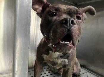 JULIE -  Mixed Breed Dog for Adoption in Dallas, Texas - JULIE | PetCurious