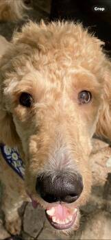 Rescue Labradoodle Dogs for Adoption in Maryville, Tennessee - Bentley | PetCurious