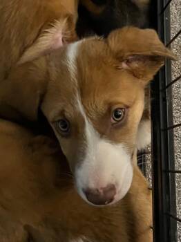 Jasper -  Mixed Breed Dog for Adoption in Chino Valley, Arizona - Jasper | PetCurious