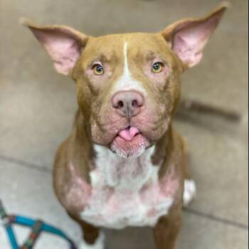 Rescue Pit Bull Terrier Dogs for Adoption in Chattanooga, Tennessee - Herbert | PetCurious