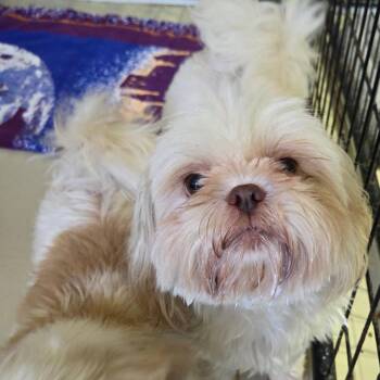 Shih Tzu Dogs Available for Adoption in Houston, Texas - JoJo Elizabeth | PetCurious