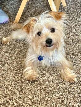 Nugget -  Terrier and Mixed Breed Dog for Adoption in Cedar Rapids, Iowa - Nugget | PetCurious
