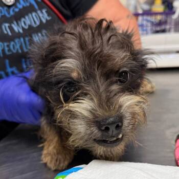 Dumpling -  Yorkshire Terrier Dog for Adoption in Trenton, New Jersey - Dumpling | PetCurious
