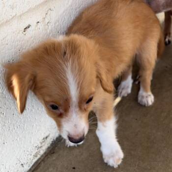 Niko -  Chihuahua and Mixed Breed Dog for Adoption in Edinburg, Texas - Niko | PetCurious