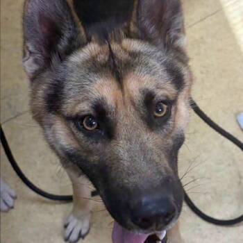 MILLIE -  German Shepherd Dog Dog for Adoption in Bowling Green, Ohio - MILLIE | PetCurious