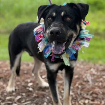 Owen -  Rottweiler and Australian Kelpie Dog for Adoption in New Orleans, Louisiana - Owen | PetCurious