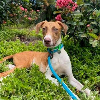 Zeke -  Coonhound Dog for Adoption in Wahiawa, Hawaii - Zeke | PetCurious