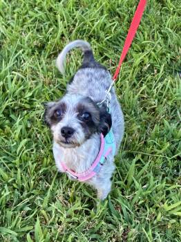 Twinkle -  Miniature Schnauzer and Miniature Poodle Dog for Adoption in Atlanta, Georgia - Twinkle | PetCurious