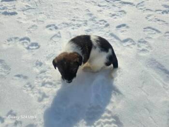 Sissy -  Mixed Breed Dog for Adoption in Paducah, Kentucky - Sissy | PetCurious