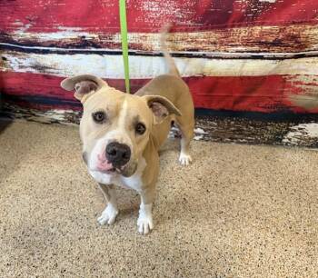American Bulldog and Mixed Breed Dogs Available for Adoption in Doral, Florida - TIMMY | PetCurious