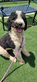 Chief -  Poodle Dog for Adoption in Lovingston, Virginia - Chief | PetCurious