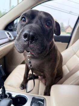 Coffee Bean -  Pit Bull Terrier Dog for Adoption in Germantown, Ohio - Coffee Bean | PetCurious
