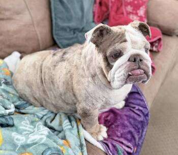 English Bulldog Dogs Available for Adoption in Denver, Colorado - Strawberry Shortcake | PetCurious