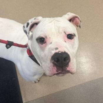 Pups -  American Bulldog and Mixed Breed Dog for Adoption in Chicago, Illinois - Pups | PetCurious