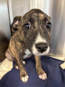 Mixed Breed Dogs Available for Adoption - Reverie | PetCurious