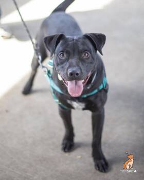 Zipper -  Pit Bull Terrier Dog for Adoption in Roanoke, Virginia - Zipper | PetCurious