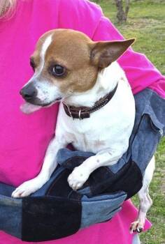 Rat Terrier Dogs Available for Adoption in Columbia, Tennessee - Marley DD | PetCurious