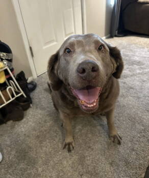 Rescue Labrador Retriever Dogs for Adoption in Salt Lake City, Utah - Abbi | PetCurious