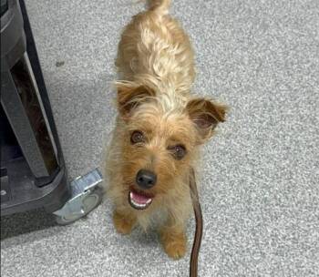 Kale -  Yorkshire Terrier Dog for Adoption in Plainfield, Illinois - Kale | PetCurious