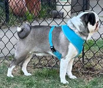 Pug Dogs Available for Adoption in Claremore, Oklahoma - Stormy | PetCurious