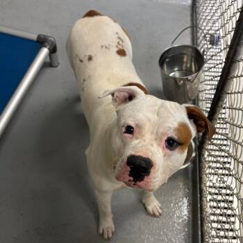 Donkey /Buddy -  Mixed Breed Dog for Adoption in Batavia, Ohio - Donkey /Buddy | PetCurious