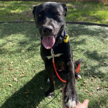 Rescue Pit Bull Terrier and Black Labrador Retriever Dogs for Adoption in Austin, Texas - Simon | PetCurious