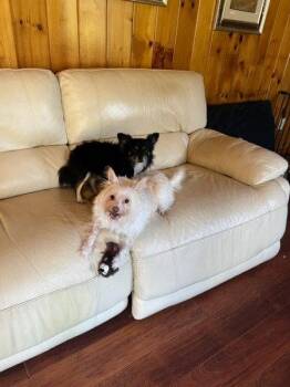 EDGAR bonded with Leslie -  Chihuahua Dog Available for Adoption in Sebec, Maine - EDGAR Bonded With Leslie | PetCurious