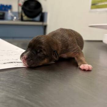 Belt Buckle -  Mixed Breed Dog for Adoption in Charleston, West Virginia - Belt Buckle | PetCurious