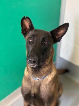 AGENT PLEAKLEY -  Belgian Shepherd Malinois and Mixed Breed Dog for Adoption in Visalia, California - AGENT PLEAKLEY | PetCurious