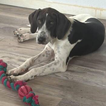 Lola -  Coonhound Dog for Adoption in Minneapolis, Minnesota - Lola | PetCurious