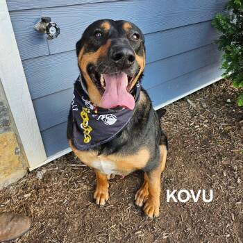 Kovu -  German Shepherd Dog and Rottweiler Dog for Adoption in Madisonville, Tennessee - Kovu | PetCurious