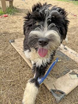 Super Trooper -  Bernese Mountain Dog Dog for Adoption in Marshall, North Carolina - Super Trooper | PetCurious